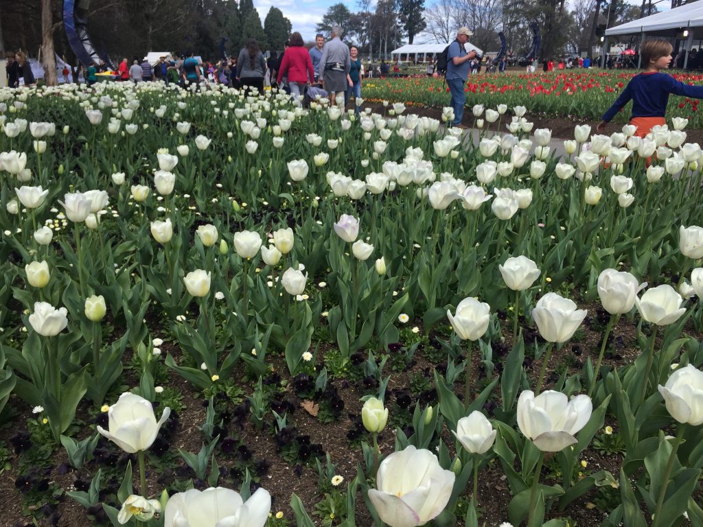 01 White tulips iPhone 6