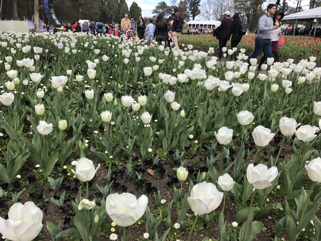 01 White tulips iPhone 7