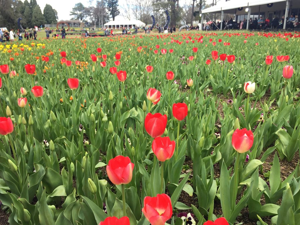 02 Red tulips iPhone 6