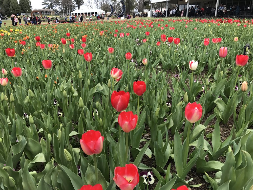 02 Red tulips iPhone 7