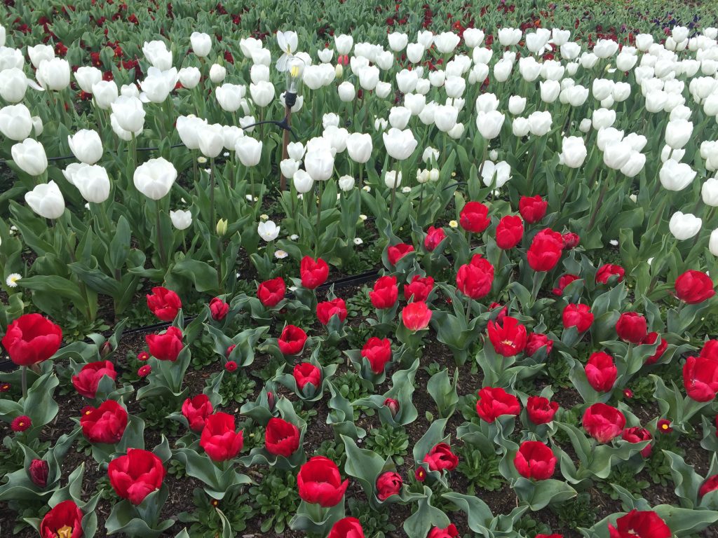 06 Red & white tulips iPhone 6