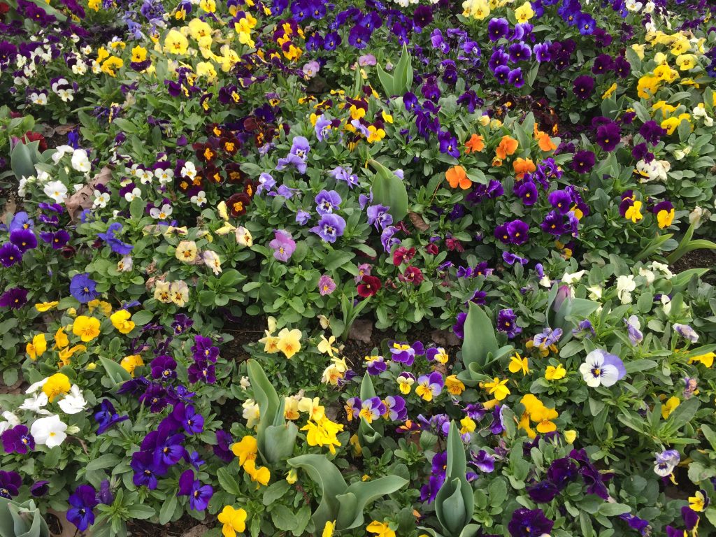 08 Mixed colored flowers iPhone 6