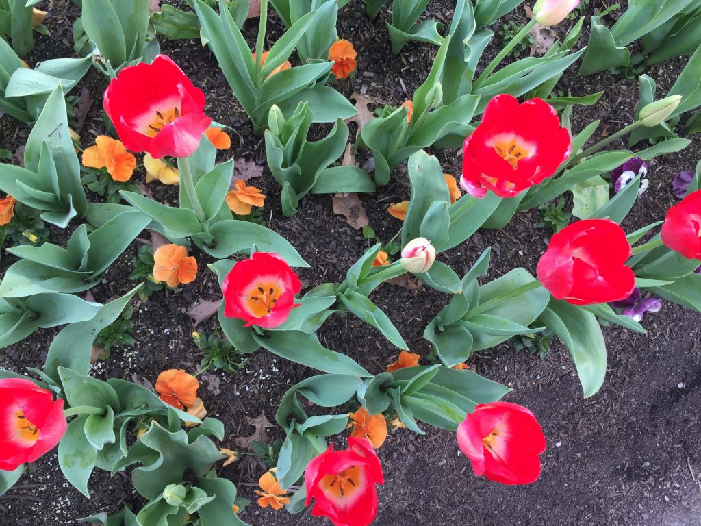 10 Red tulips closeup iPhone 6